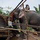 India Elephant Evictors